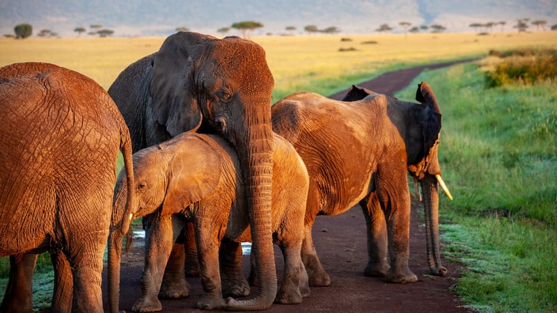 Elephant in the jungle